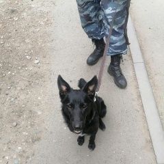 Подробнее об объявлении «Омск Найдена собака кобель» Фото: найдена собака  «Омск Найдена собака кобель» в г. Омск