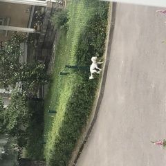 Подробнее об объявлении «Жуковский Найдена собака кобель белая ливретка» Фото: найдена собака Левретка «Жуковский Найдена собака кобель белая ливретка» в г. Жуковский