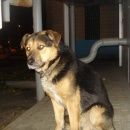 Подробнее об объявлении «Белгород Найдена собака кобель» Фото: найдена собака  «Белгород Найдена собака кобель» в г. Белгород