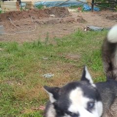 Подробнее об объявлении «Найдена собака кобель хаски Можайск» Фото: найдена собака  «Найдена собака кобель хаски Можайск» в г. Можайск