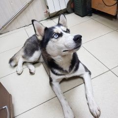 Подробнее об объявлении «Нижний Тагил Найдена собака» Фото: найдена собака  «Нижний Тагил Найдена собака» в г. Нижний Тагил
