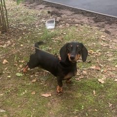 Подробнее об объявлении «Найдена собака такса щенок девочка Москва» Фото: найдена собака Такса «Найдена собака такса щенок девочка Москва» в г. Москва