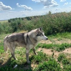 Подробнее об объявлении «Найдена собака кобель молодой кобель хаски Венев» Фото: найдена собака  «Найдена собака кобель молодой кобель хаски Венев» в г. Венев