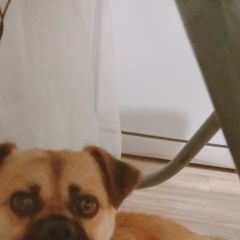 Подробнее об объявлении «Анапа Найдена собака кобель недалеко от адмирала пустошкина» Фото: найдена собака  «Анапа Найдена собака кобель недалеко от...» в г. Анапа