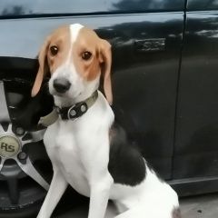 Подробнее об объявлении «Найдена собака Москва» Фото: найдена собака  «Найдена собака Москва» в г. Москва