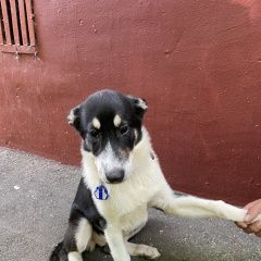 Подробнее об объявлении «Найдена собака Москва» Фото: найдена собака  «Найдена собака Москва» в г. Москва