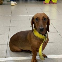 Подробнее об объявлении «Найдена собака кобель такса Москва» Фото: найдена собака Такса «Найдена собака кобель такса Москва» в г. Москва