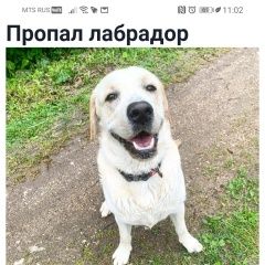 Подробнее об объявлении «Найдена собака кобель Можайск» Фото: найдена собака  «Найдена собака кобель Можайск» в г. Можайск