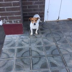 Подробнее об объявлении «Найдена собака кобель джек рассел 7-8лет Чебоксары» Фото: найдена собака Джек рассел терьер «Найдена собака кобель джек рассел 7-8лет Чебоксары» в г. Чебоксары