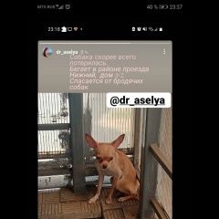Подробнее об объявлении «Оренбург Найдена собака» Фото: найдена собака  «Оренбург Найдена собака» в г. Оренбург