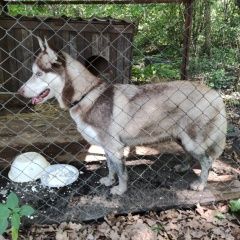 Подробнее об объявлении «Найдена собака хаски девочка Москва» Фото: найдена собака  «Найдена собака хаски девочка Москва» в г. Москва