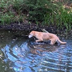 Подробнее об объявлении «Найдена собака район шевлягино Орехово-Зуево» Фото: найдена собака Гончая «Найдена собака район шевлягино Орехово-Зуево» в г. Орехово-Зуево