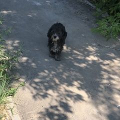 Подробнее об объявлении «Луховицы Найдена собака» Фото: найдена собака  «Луховицы Найдена собака» в г. Луховицы