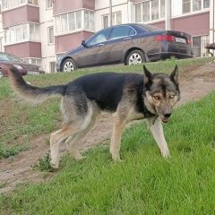 Подробнее об объявлении «Ростов-на-Дону Найдена собака кобель хозяины собачки» Фото: найдена собака  «Ростов-на-Дону Найдена собака кобель хозяины...» в г. Ростов-на-Дону