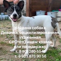 Подробнее об объявлении «Иваново Найдена собака. ищем ее реальных хозяев» Фото: найдена собака  «Иваново Найдена собака. ищем ее реальных хозяев» в г. Иваново