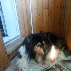 Подробнее об объявлении «Найдена собака Москва» Фото: найдена собака Колли «Найдена собака Москва» в г. Москва