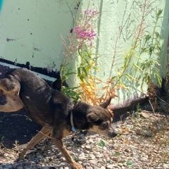 Подробнее об объявлении «Найдена собака марьино той терьер Москва» Фото: найдена собака Той-терьер «Найдена собака марьино той терьер Москва» в г. Москва