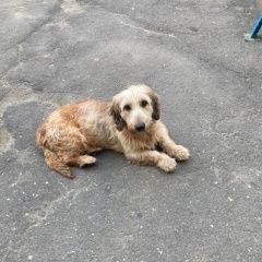 Подробнее об объявлении «Найдена собака кобель Зеленоград» Фото: найдена собака  «Найдена собака кобель Зеленоград» в г. Зеленоград