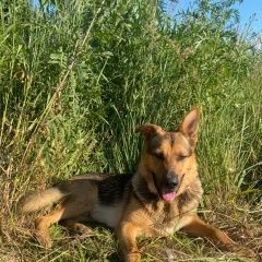 Подробнее об объявлении «Найдена собака кобель Электросталь» Фото: найдена собака Немецкая овчарка «Найдена собака кобель Электросталь» в г. Электросталь