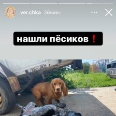 Подробнее об объявлении «Симферополь Найдена собака два кокера» Фото: найдена собака  «Симферополь Найдена собака два кокера» в г. Симферополь