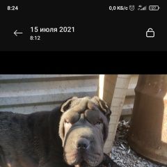 Подробнее об объявлении «Найдена собака шарпей Москва» Фото: найдена собака Шар-пей «Найдена собака шарпей Москва» в г. Москва