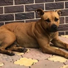 Подробнее об объявлении «Найдена собака Малаховка» Фото: найдена собака Стаффордширский бультерьер «Найдена собака Малаховка» в г. Малаховка