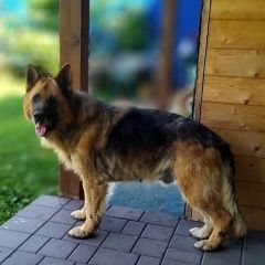 Подробнее об объявлении «Найдена собака кобель Малаховка» Фото: найдена собака Немецкая овчарка «Найдена собака кобель Малаховка» в г. Малаховка