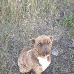 Подробнее об объявлении «Найдена собака Белоярский (Свердловская обл.)» Фото: найдена собака  «Найдена собака Белоярский (Свердловская обл.)» в г. Белоярский (Свердловская обл.)