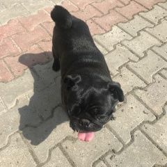 Подробнее об объявлении «Мытищи Найдена собака -мопс, девочка.» Фото: найдена собака Мопс «Мытищи Найдена собака -мопс, девочка.» в г. Мытищи