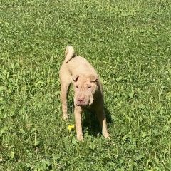 Подробнее об объявлении «Найдена собака шарпей Москва» Фото: найдена собака Шар-пей «Найдена собака шарпей Москва» в г. Москва