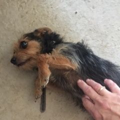 Подробнее об объявлении «Новороссийск Найдена собака йорик девочка» Фото: найдена собака Йоркширский терьер «Новороссийск Найдена собака йорик девочка» в г. Новороссийск