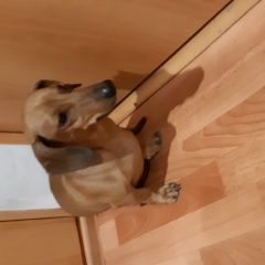 Подробнее об объявлении «Тюмень Найдена собака подобрана собака» Фото: найдена собака Такса «Тюмень Найдена собака подобрана собака» в г. Тюмень