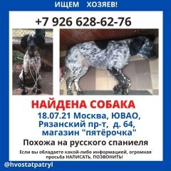 Подробнее об объявлении «Найдена собака срочно Москва» Фото: найдена собака Русский охотничий спаниель «Найдена собака срочно Москва» в г. Москва