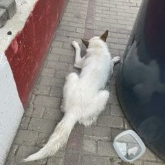 Подробнее об объявлении «Найдена собака кобель белый кобель с рыжими ушами Химки» Фото: найдена собака  «Найдена собака кобель белый кобель с рыжими...» в г. Химки