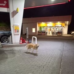 Подробнее об объявлении «Найдена собака Москва» Фото: найдена собака  «Найдена собака Москва» в г. Москва