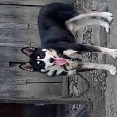 Подробнее об объявлении «Воронеж Найдена собака кобель порода хаски» Фото: найдена собака Сибирская хаски «Воронеж Найдена собака кобель порода хаски» в г. Воронеж