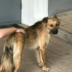 Подробнее об объявлении «Найдена собака кобель, центр Москва» Фото: найдена собака  «Найдена собака кобель, центр Москва» в г. Москва