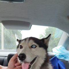 Подробнее об объявлении «Воронеж Найдена собака кобель хаски молодой кобель глаза разного цвета» Фото: найдена собака  «Воронеж Найдена собака кобель хаски молодой...» в г. Воронеж