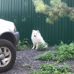 Подробнее об объявлении «Черноголовка Найдена собака японский шпиц белый» Фото: найдена собака Японский шпиц «Черноголовка Найдена собака японский шпиц белый» в г. Черноголовка