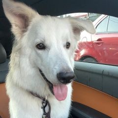 Подробнее об объявлении «Найдена собака.г Москва» Фото: найдена собака  «Найдена собака.г Москва» в г. Москва