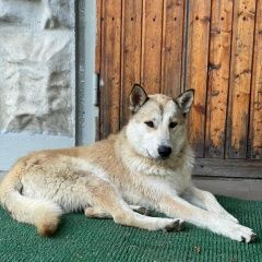 Подробнее об объявлении «Найдена собака Москва» Фото: найдена собака Западно-сибирская лайка «Найдена собака Москва» в г. Москва