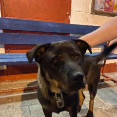 Подробнее об объявлении «Найдена собака кобель Москва» Фото: найдена собака  «Найдена собака кобель Москва» в г. Москва