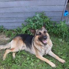 Подробнее об объявлении «Раменское Найдена собака кобель овчарка д. бояркино» Фото: найдена собака Немецкая овчарка «Раменское Найдена собака кобель овчарка д....» в г. Раменское