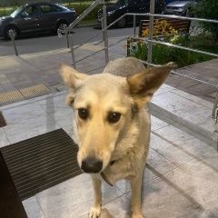 Подробнее об объявлении «Найдена собака Москва» Фото: найдена собака  «Найдена собака Москва» в г. Москва