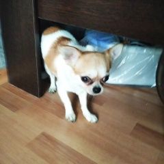 Подробнее об объявлении «Найдена собака кобель чихуахуа Москва» Фото: найдена собака Чихуахуа «Найдена собака кобель чихуахуа Москва» в г. Москва