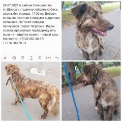 Подробнее об объявлении «Найдена собака Москва» Фото: найдена собака  «Найдена собака Москва» в г. Москва