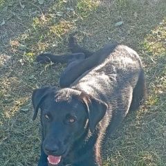 Подробнее об объявлении «Найдена собака кобель Пучеж» Фото: найдена собака  «Найдена собака кобель Пучеж» в г. Пучеж