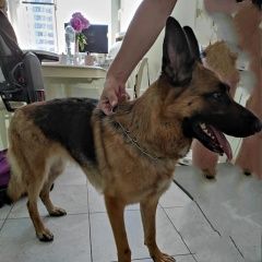 Подробнее об объявлении «Найдена собака Москва» Фото: найдена собака Немецкая овчарка «Найдена собака Москва» в г. Москва