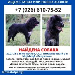 Подробнее об объявлении «Найдена собака кобель Москва» Фото: найдена собака  «Найдена собака кобель Москва» в г. Москва