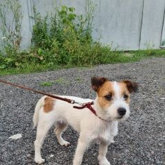 Подробнее об объявлении «Найдена собака Москва» Фото: найдена собака  «Найдена собака Москва» в г. Москва